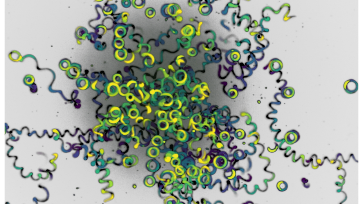 adapted from Figure 1d